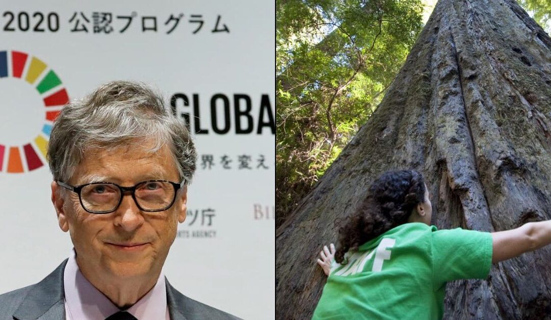 Bill Gates finanziert die Abholzung von 70 Millionen Hektaren Urwald – Danach wird das Holz begraben, um das „Klima zu retten“